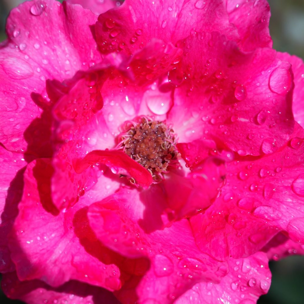 Eau florale de rose – Image 2
