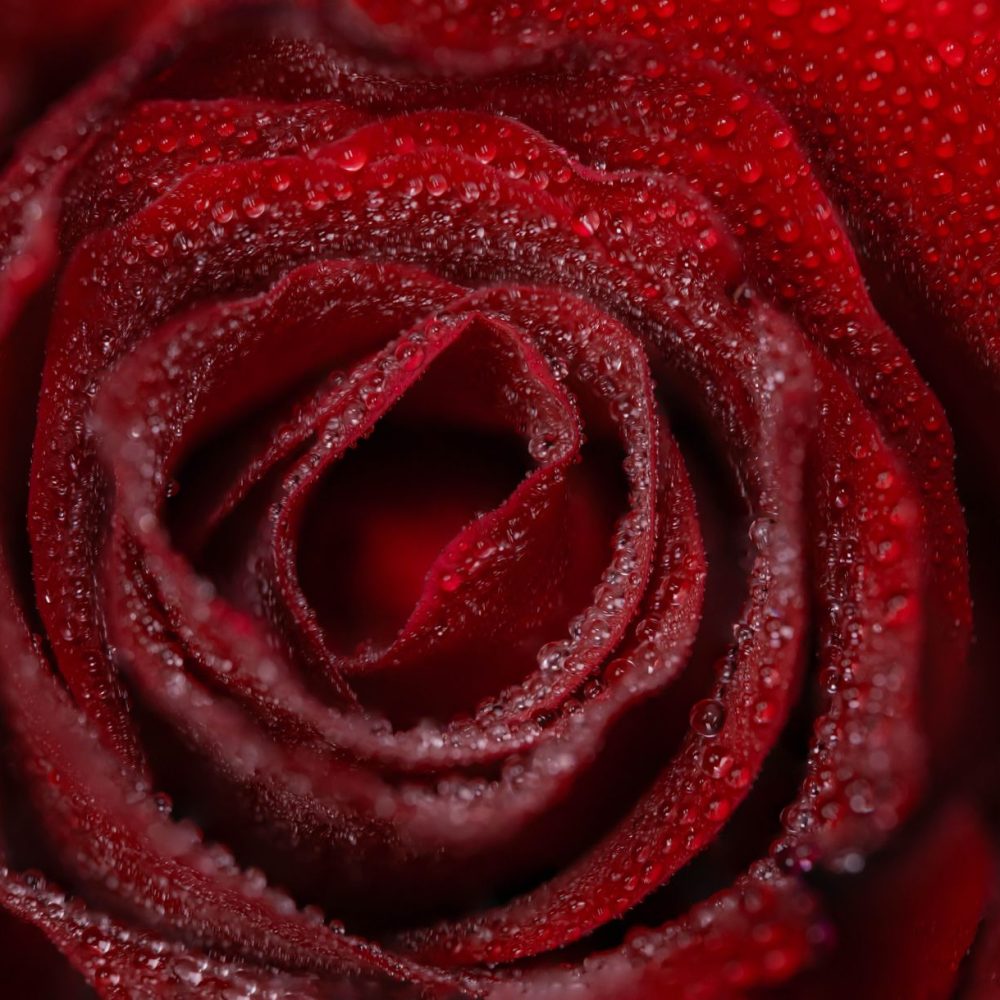 Eau florale de rose – Image 3